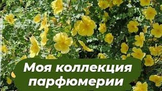 Моя коллекция парфюмерии ️