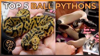 Our Top 5 Ball Pythons at NARBC Reptile Expo - July 2022 #schaumburg