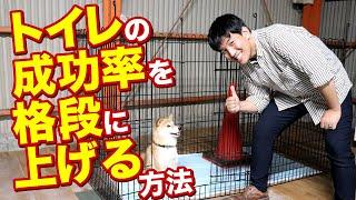 ワンちゃんのトイレの成功率を格段に上げる方法をお教えします！愛犬のトイレでお悩みの方必見！！