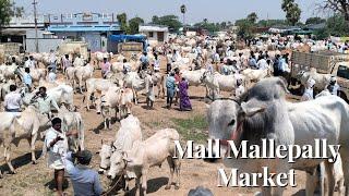 Low Budget Bull's | Sunday Special Mallmallepally Market Update