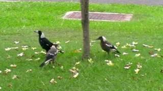 Baby magpie