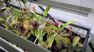 How to Create an Indoor Nepenthes Setup