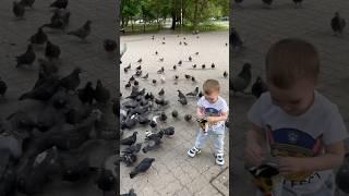 ЧУТЬ НЕ ЗАГРЫЗЛИ ! С Большой радостью и с небольшим страхом покормил голубей!) #голуби #добро
