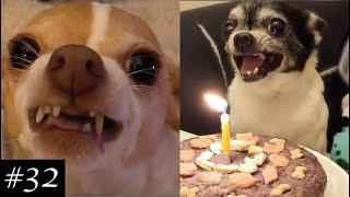 Angry Chihuahuas Compilation | They're actually funny