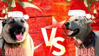 Turkish Kangal Vs Akbaş Köpekleri  #akbaş #kangal #köpek