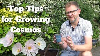Top Tips for Growing Cosmos | Planting Cosmos in Pots | How to Pinch Cosmos Tips for More Flowers