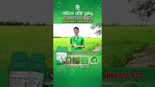 CỨNG CÂY 304 - GIÚP LÚA ĐỨNG CÂY, RỄ RA MẠNH, CHỐNG ĐỔ NGÃ HIỆU QUẢ #lua #idaglobal #cungcay #shorts