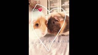 sammy en tommy