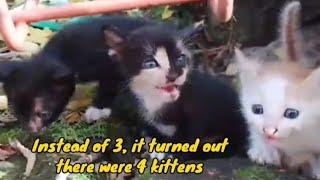 Four kittens were crying and screaming looking for their mother@lilyivo