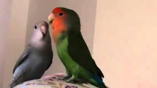 Lovebirds argue