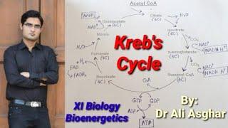 Kreb's Cycle XI Biology (Bioenergetics)