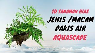 8 Macam Jenis Tanaman Pakis Air Untuk Aquascape