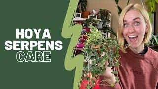 Hoya serpens care | How to grow it big and beautiful