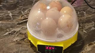 Mini intelligent 7 egg incubator