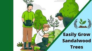 Easily Grow Sandalwood Trees