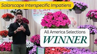 Solarscape XL Pink Jewel - An All-America Selections Winner (AAS) from PanAmerican Seed