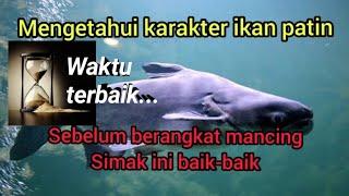 WAKTU YANG TEPAT MANCING IKAN PATIN// MENGETAHUI KARAKTER IKAN PATIN