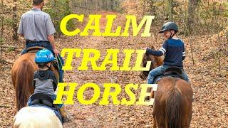 How To Calm Your Horse On The Trail In 2 Steps