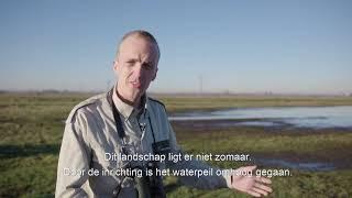 Weidevogels in de Krimpenerwaard