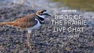 Birds of the Prairie Live Chat | Explore Live Events