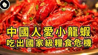 口感不嫩，滋味不好，小龍蝦如何走上中國人餐桌？為何又衝擊糧食安全？