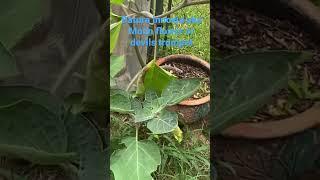 Datura innoxia @Plantmomofthesouth #shorts #shortvideo