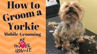 How to Groom a Yorkie (Edward)