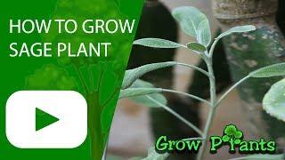 How to grow Sage plant