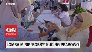 Lomba Mirip 'Bobby' Kucing Prabowo