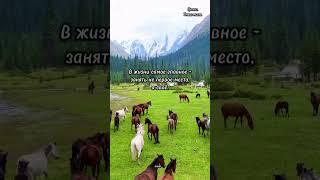 цитаты #лошади #омархайям #цитаты великих #афоризмы  #красивоевидео