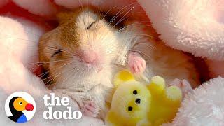 Gerbil Insists On Being Swaddled For His Naps | The Dodo