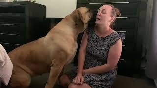 Does Boerboel Molly love her Mumma #boerboel #viral #trending