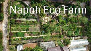 Wwoofing in Kedah, Malaysia at Napoh Eco Farm - Ep# 87