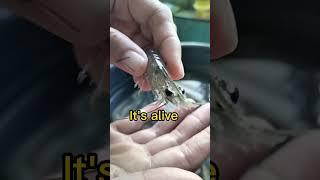 The shrimps it's alive #shortvideo