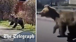 Bear attacks five in rampage through Slovakian town