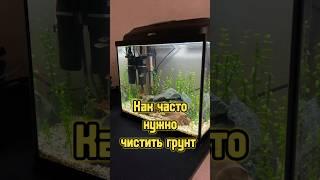 Зачем и как сифонить грунт в аквариуме  #питомцы #аквариум #рыбки #aquarium #fish