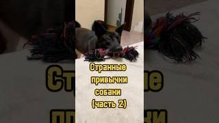 Странные привычки собаки  #питомцы #щенок #собака #puppy #dog