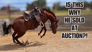 $300 Auction horse ~ First time with saddle