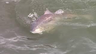 January Winter Fishing in  Dulac, Louisiana for Bull Red from a Tower Simmons Boat
