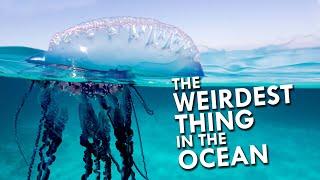 Portuguese Man O' War: The Weirdest Thing In The Ocean