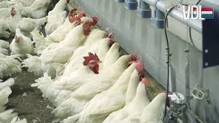 Broiler Breeder Management - Best Solutions in Poultry Equipment