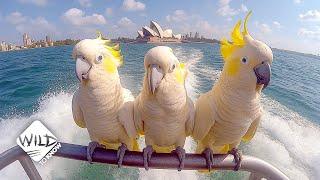 Sydney's Feathered Celebrities: Keeping Up With the Cockatoos I Wild to Know