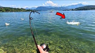 Urban Fishing In Switzerland! (NEW SPECIES) (Ugly Stik Dock Runner)