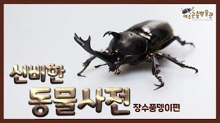 여주곤충박물관 신비한 생물도감 (장수풍뎅이편)