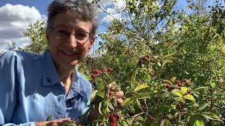 Outdoor Elements | Rose Hips