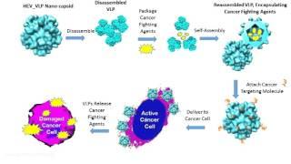 HEV VLP Drug Delivery Platform