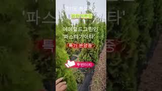 에메랄드그린, '파스타기아타' 1.8~2.1m 판매합니다! 화성나무농장  정원을 더욱 세련되게 바꾸고 싶다면'파스타기아타'를 추천드립니다.