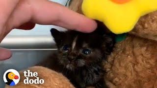 Couple on Date Sees Teeny Kitten in Distress...See How They Save Her Life | The Dodo