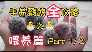 手養鸚鵡最全攻略 | 餵養篇(Part 1/2)