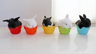 Baby Bunnies in Bowls